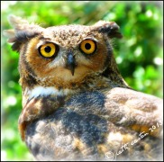 Great Horned Owl from the "Birds of Prey" show at Callaway Gardens. A wonderful place for picture taking!